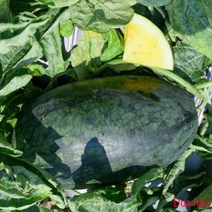 Dưa hấu Hoàng Khôi