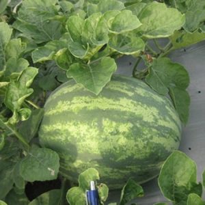 Dưa hấu Khôi Quang