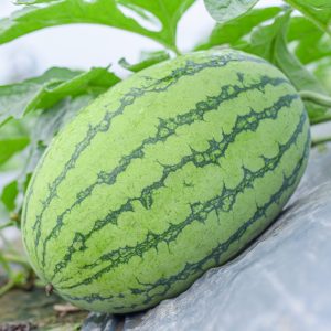 Dưa hấu Bảo Ngọc