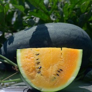 Dưa hấu Hoàng Khôi - Ảnh 4