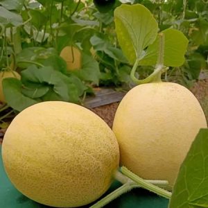 Phụng Tiên - Ảnh 3