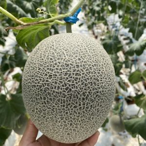 Đế Đặc Mật - Ảnh 3