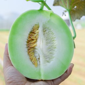 Mật Lộ - Ảnh 3