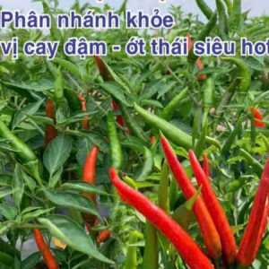 Nhật Tuệ - Ảnh 4