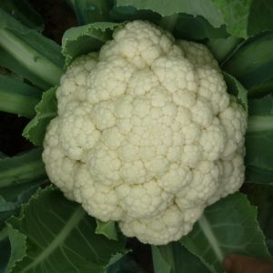 Ái Ngọc - Ảnh 4