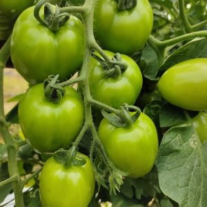 Ngọc Hạ - Ảnh 3