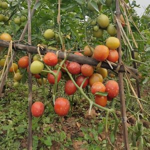 Ngọc Hạ - Ảnh 6