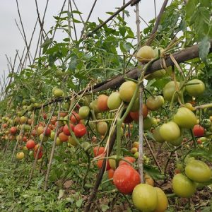 Ngọc Hạ - Ảnh 5