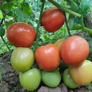 Ngọc Hạ - Ảnh 4