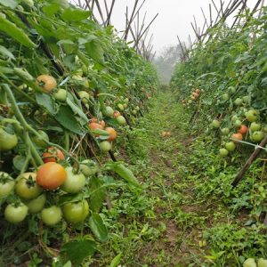 Ngọc Hạ - Ảnh 7