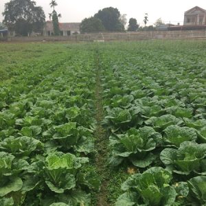 Cải Thảo Tân Xuân - Ảnh 2