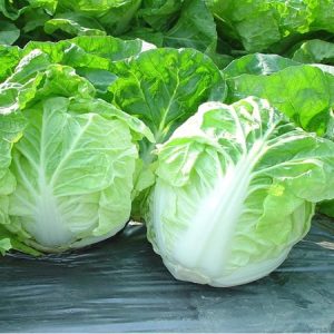 Cải Thảo Ngọc Phong