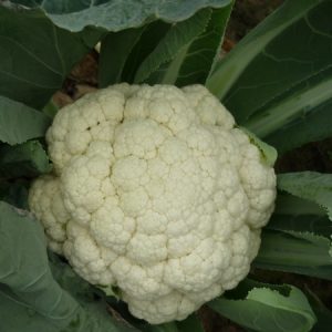 Ái Ngọc - Ảnh 3