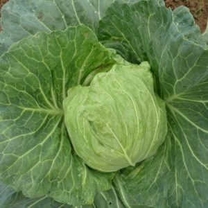 Cải Bắp Thúy Vân - Ảnh 3