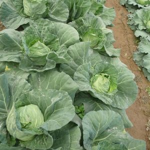 Cải Bắp Thúy Vân - Ảnh 4