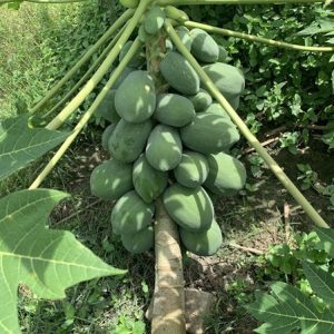 Hoàng Phi - Ảnh 3