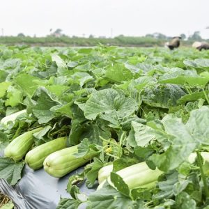 Dưa gang Ngân Hoa - Ảnh 3