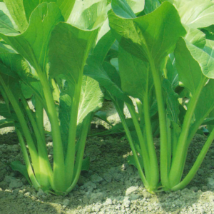 Cải ngọt A Nhân