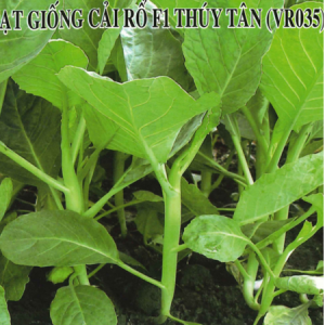 Cải Rổ Thúy Tân