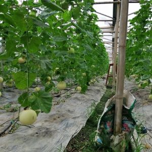 Cẩm Ngọc - Ảnh 5