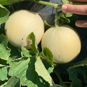 Cẩm Ngọc - Ảnh 4