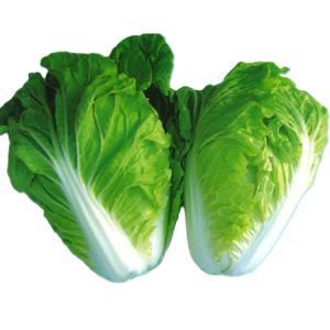 Cải Thảo Thoại Ngọc