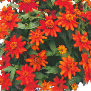 Cúc Hạ Dương (Đỏ Cam)