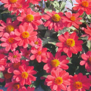 Cúc Hạ Dương (Màu Hồng)