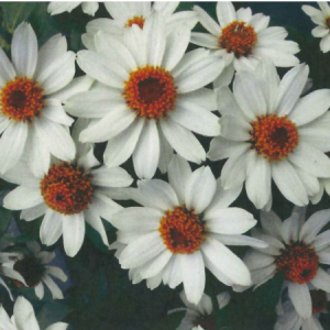 Cúc Hạ Dương (Màu Trắng) - Ảnh 1