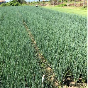 Hành Bắc Thông - Ảnh 3