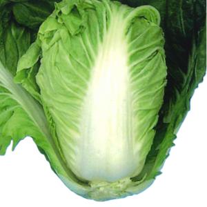 Cải Thảo Dạ Thi