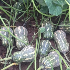 Khôi Tinh - Ảnh 2