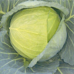 Cải bắp Lam Phương