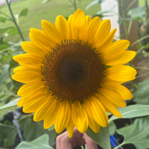 Hướng Dương Quang Dương