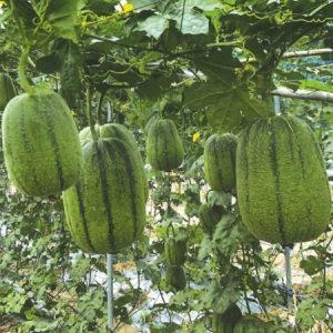 Táo Mỹ Nhân - Ảnh 3