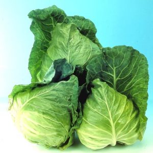 Cải Bắp Thúy Vân - Ảnh 5