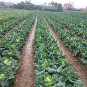 Cải Bắp Thúy Vân - Ảnh 6