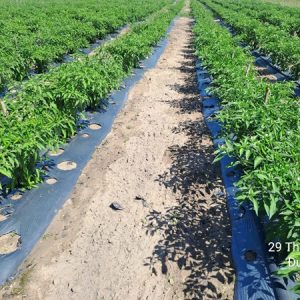 Phương Tuệ - Ảnh 3