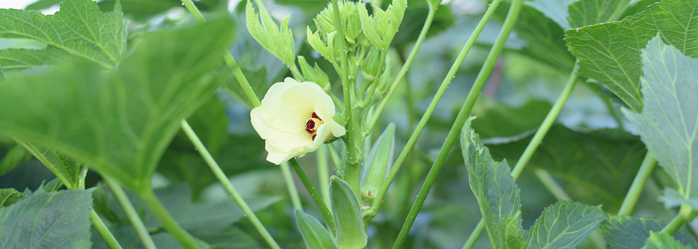 Banner Nông Hữu (2)