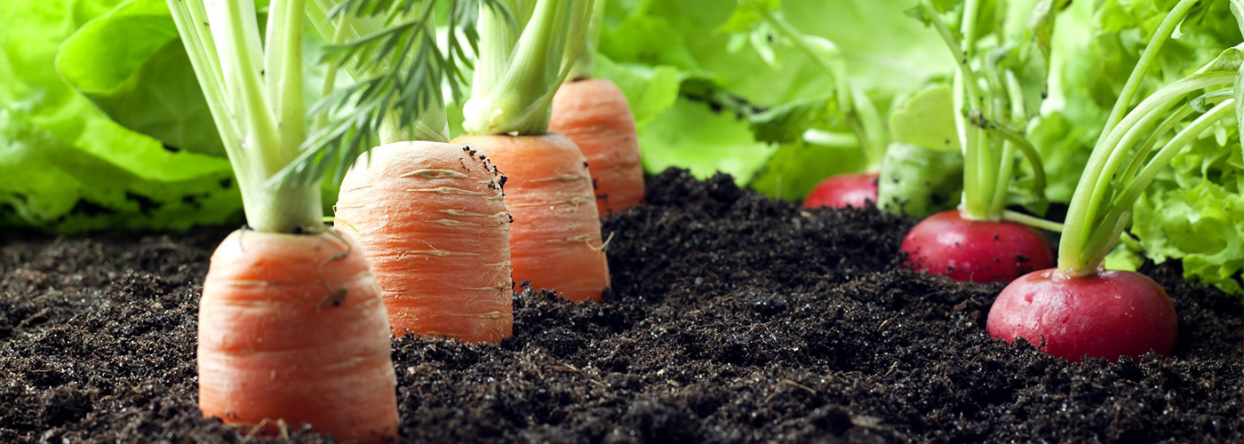 Banner Nông Hữu (5)