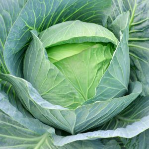 Cải bắp Thanh Vân