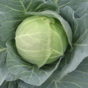 Cải bắp Phương Đông